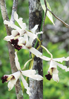 Banana_Orchid-(Read-Only)