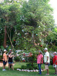 Botanic-Gardens-Christmas-Trees