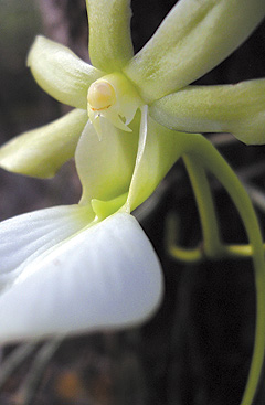 Ghost-Orchid-(Read-Only)