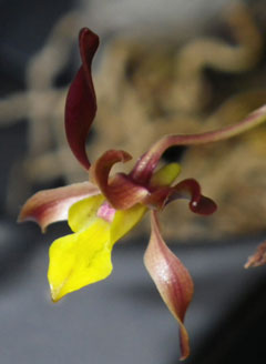 Orchid-1-Long-Brown-Petals-S