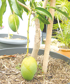 mango tree in a pot