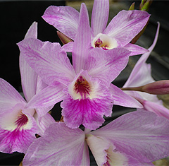 orchid joyce