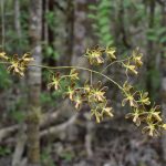 2-unknown-encyclia-3