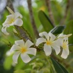 white-frangipani-plumeria-alba-7