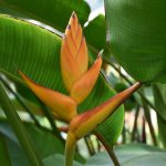 yellow-lobster-claw-heliconia-imbricata-x-h-latispatha-3