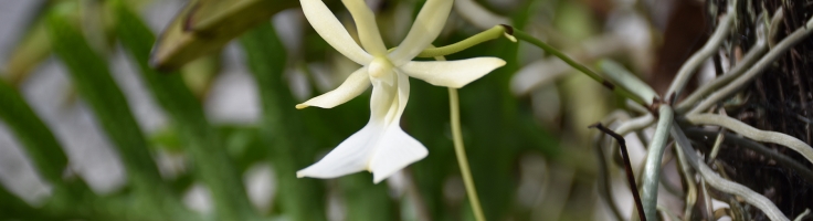 ghost-orchid-dendrophylax-fawcettii-4 | Queen Elizabeth II Royal